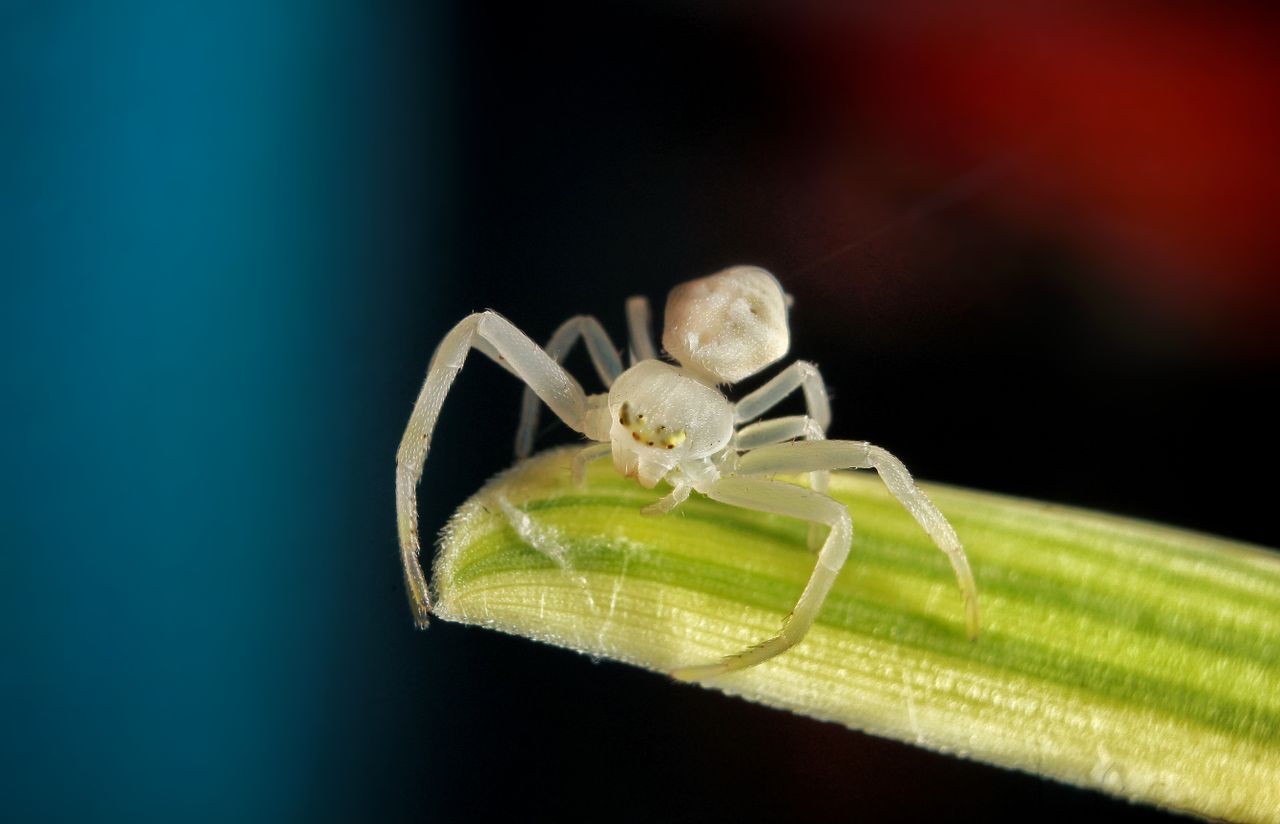 Araignée blanche