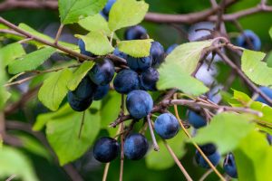 Prune sauvage toxique