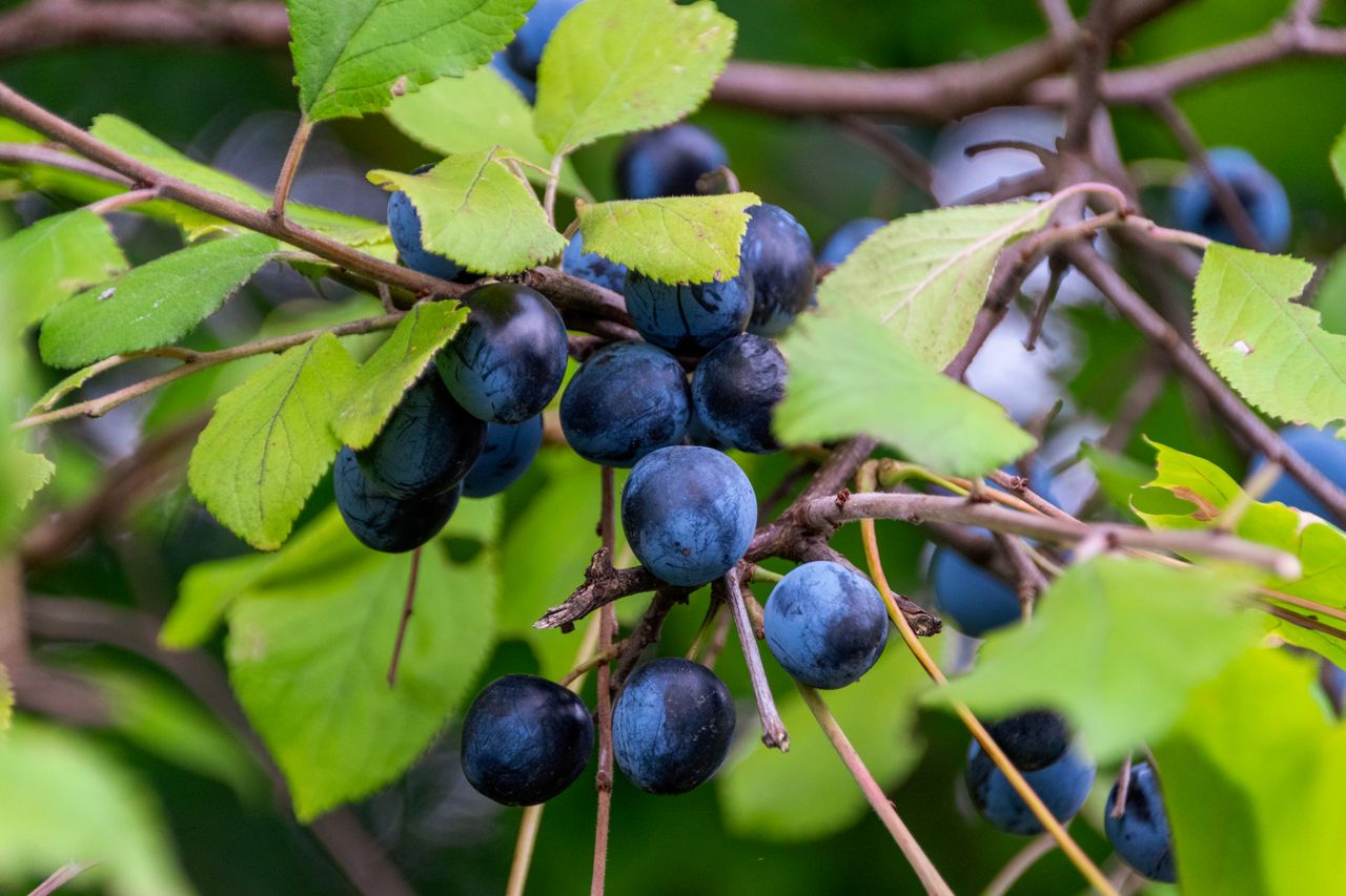 Prune sauvage toxique