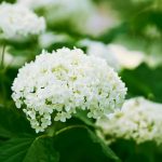 Hortensia blanc