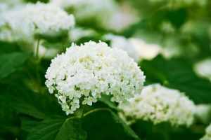 Hortensia blanc