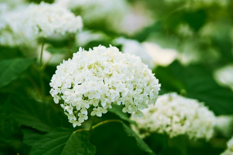 Hortensia blanc